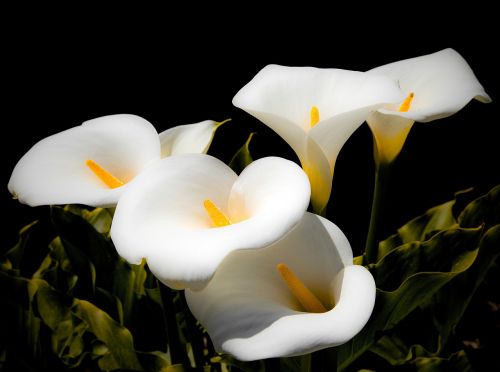 calla lilies lilies white