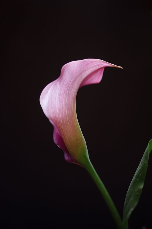 calla lilly flower pink