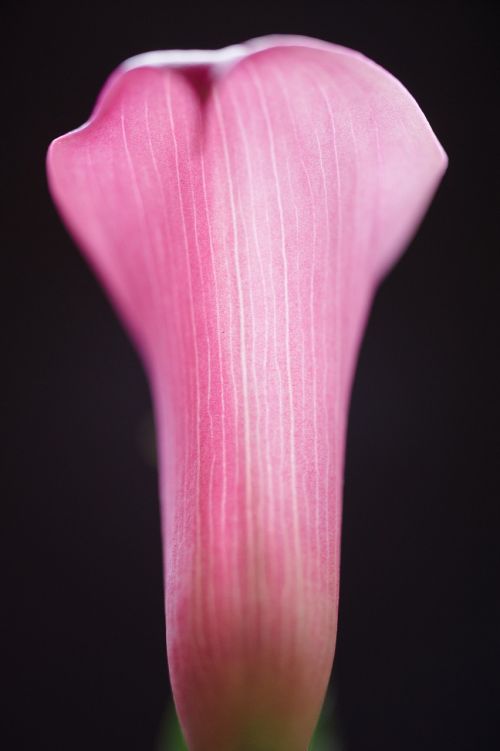 calla lilly macro flower