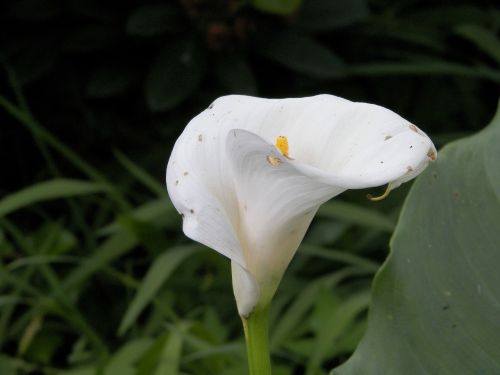 calla lilly flower white
