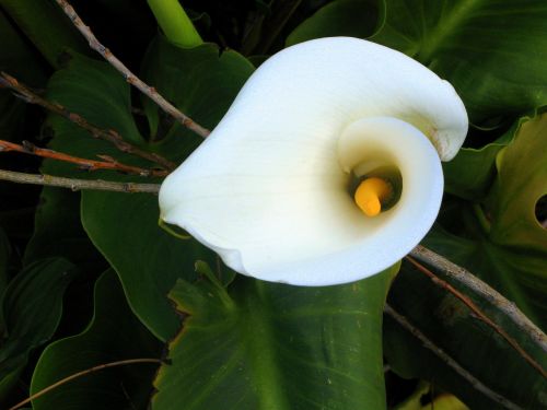 calla lilly flower white