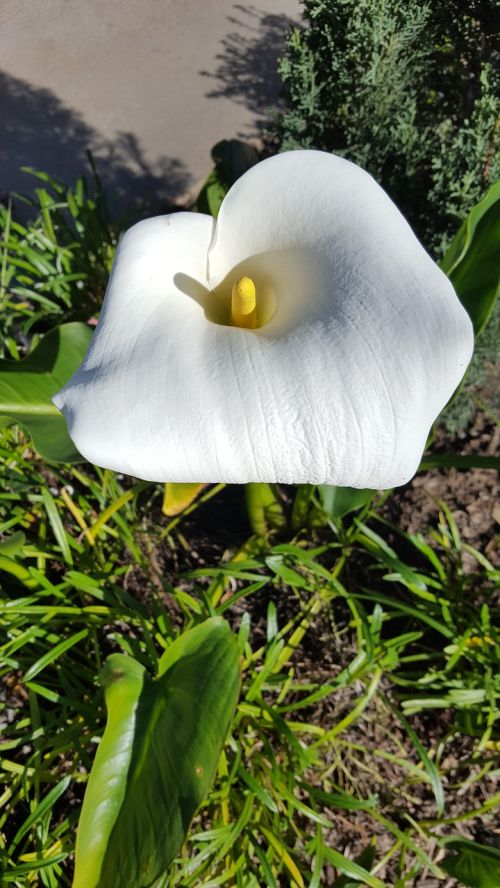 calla lily flower garden
