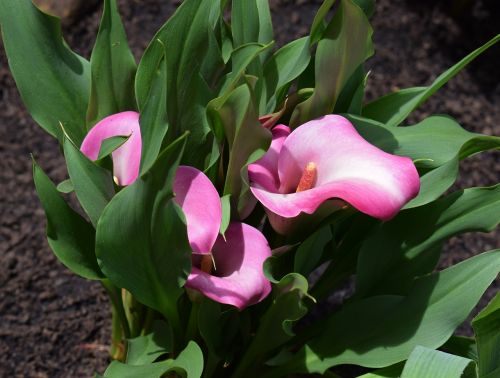 calla lily flower blossom