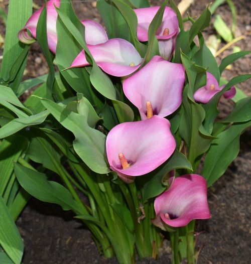 calla lily flower blossom