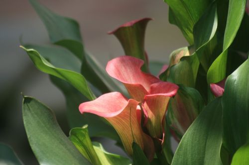 calla lily plant calla