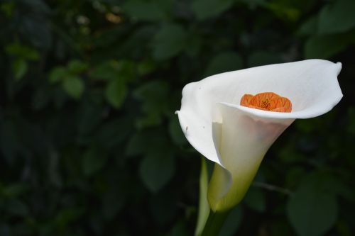 calla lily flower leaf