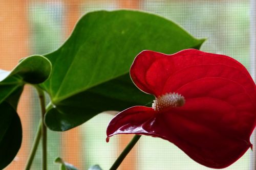 calla lily blossom fresh