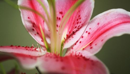 Calla Lily Petals 2