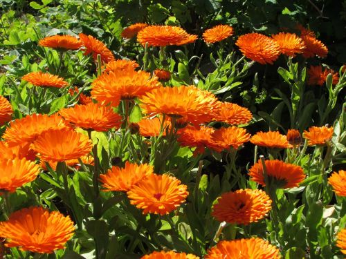 callendulla sunshine floral