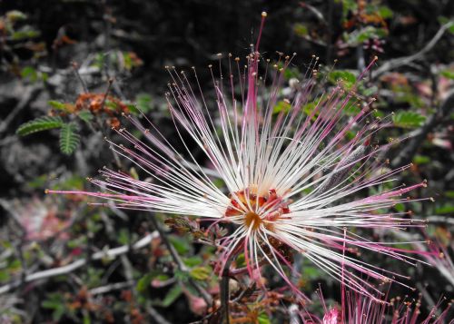 calliandra flower blossom