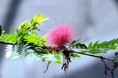 calliandra haematocephala flower pink flower