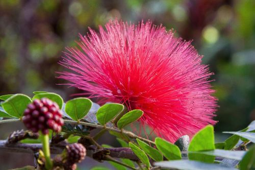 calliandra haematocephala blossom bloom