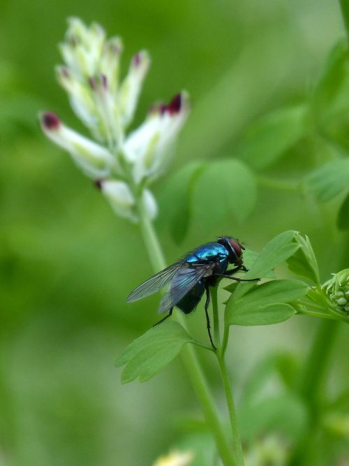 calliphora vicina greenfly fly vironera