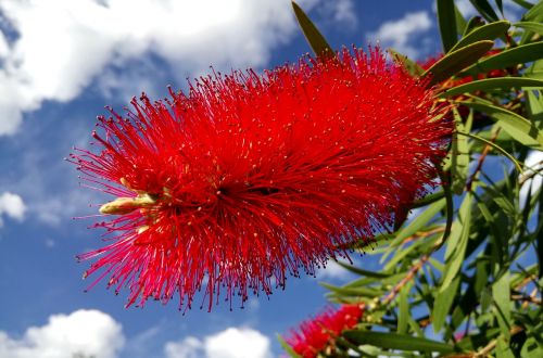callistemon bottlebrush flower red