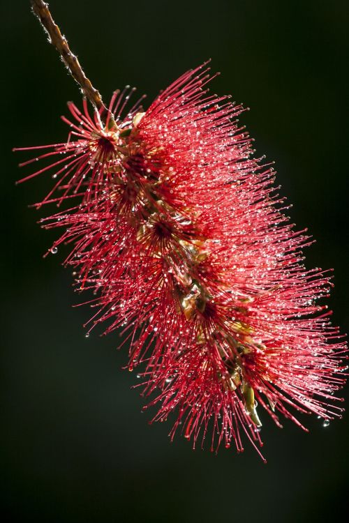 callistemon bottlebrush flower