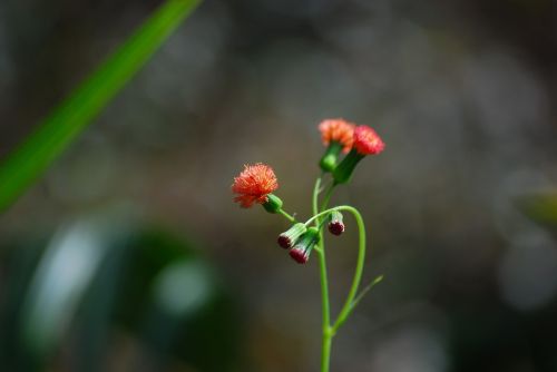 flower nature red