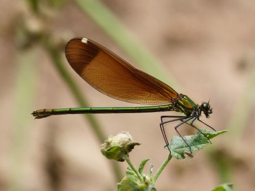 calopteryx haemorrhoidalis dragonfly wings