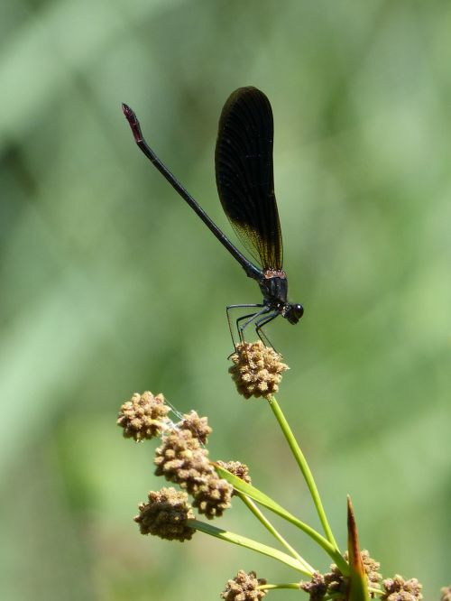 calopteryx haemorrhoidalis black dragonfly dragonfly