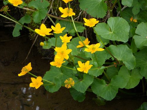 caltha palustris flowers aquatic plant