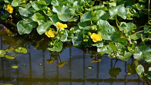 caltha palustris  plant  nature