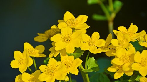 caltha palustris  plant  nature