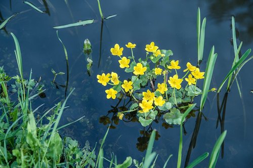 caltha palustris  blossom  bloom