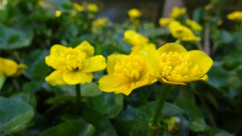 caltha palustris pond plant yellow