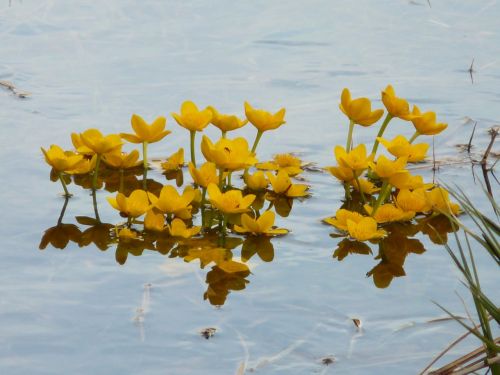 caltha palustris aquatic plant blossom
