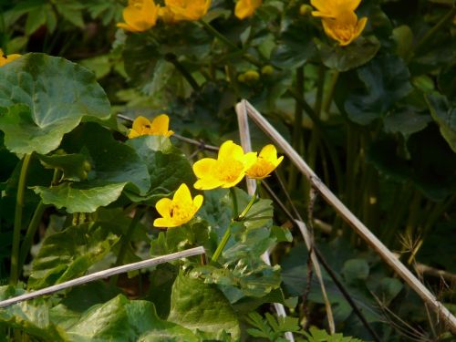 caltha palustris aquatic plant blossom