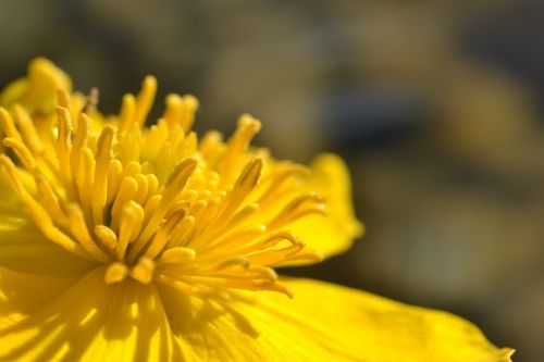 caltha palustris flower pond