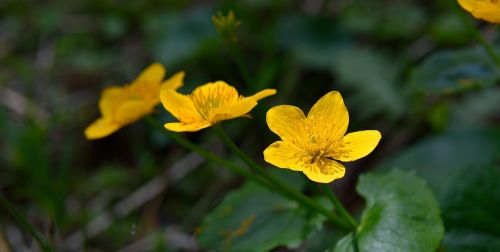 caltha palustris flowers yellow