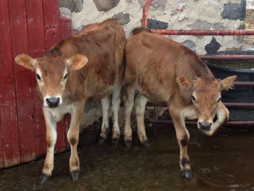 calves farm animals cattle