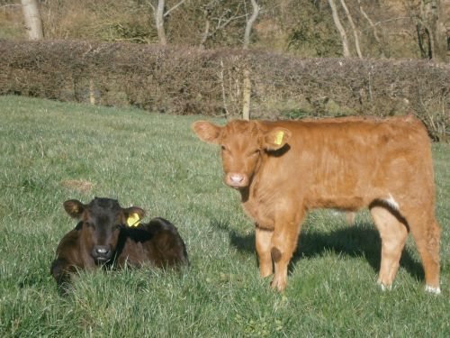 calves field sunny