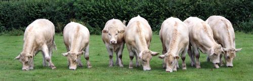calves cattle white