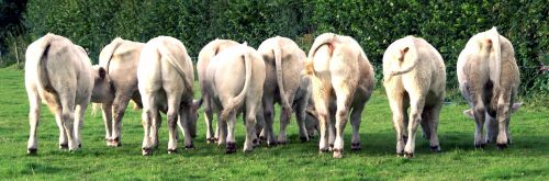 calves cattle young