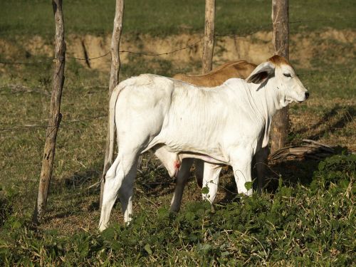 calves cattle zebu