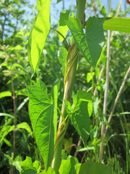 calystegia sepium larger bindweed hedge bindweed