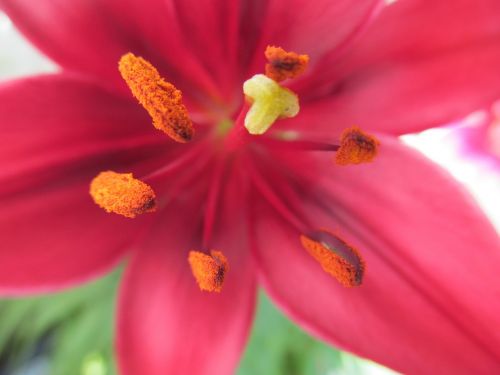 calyx pistil pollen