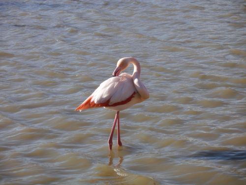 camargue animals pink flemish