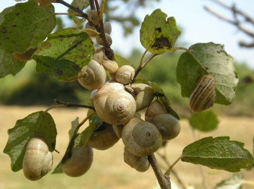 camargue nature snails