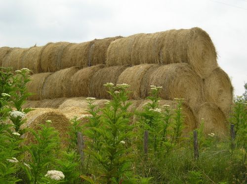 camargue nature straw