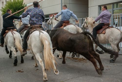 camargue village festival bull