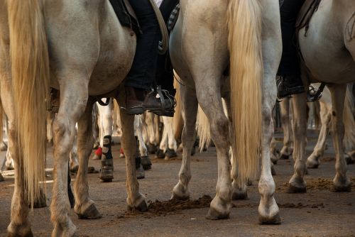 camargue horses race