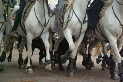 camargue horses riders