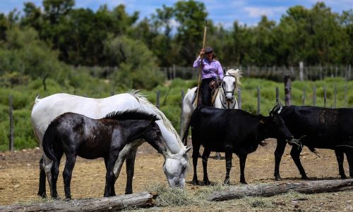 camargue horses gardian