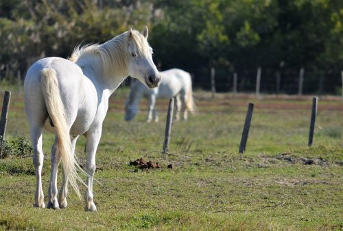 camargue white horses animals