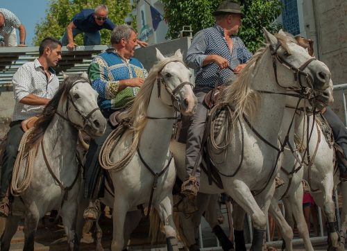 camargue gardians horses