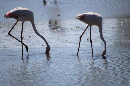 camargue pink flamingo ornithology