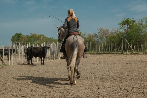 camargue  horse  bulls