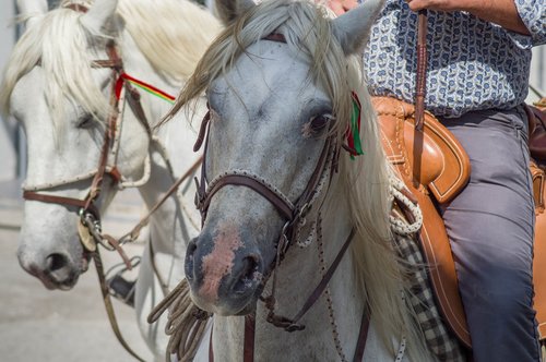 camargue  horses  riders